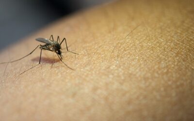 Idosos são mais vulneráveis à dengue? Uma análise