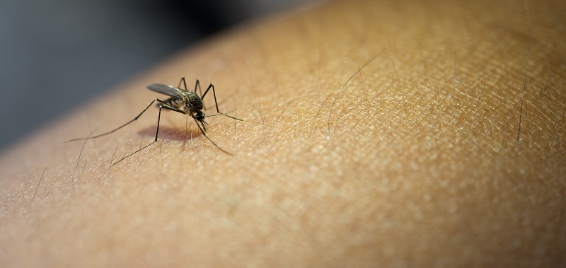 Idosos são mais vulneráveis à dengue? Uma análise